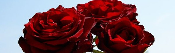 tres-rosas-rojas